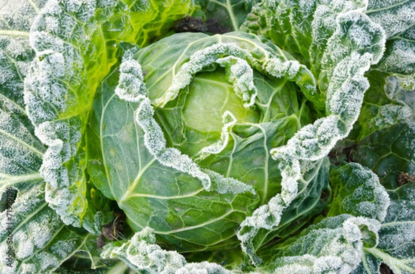 Fototapeta Mrożona kapusta