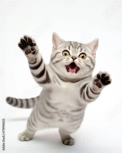 Obraz American shorthair cat jumping at camera on white background