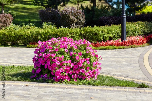 Fototapeta Petunia, purple Petunias in the pot. Lush blooming colorful common garden petunias in city park. Family name Solanaceae, Scientific name Petunia