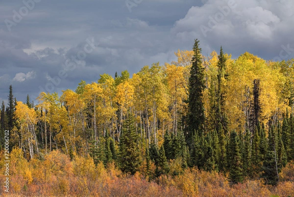 Fototapeta Boreal forest with spruce and birch trees in autumn colors against overcast sky
