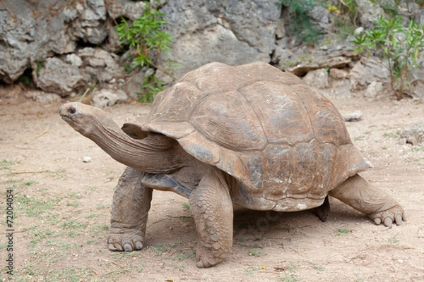 Fototapeta tortue géante d'Aldabra, anse Quitor, Rodrigues