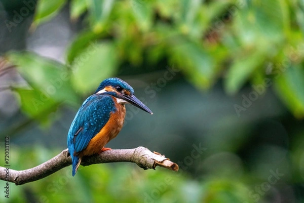 Fototapeta Colorful king fisher bird on a branch of a tree waiting to catch a fish in the Netherlands. Green leaves in the background.