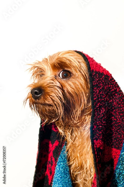 Obraz Cute yorkshire terrier portrait