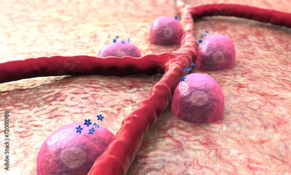 Fototapeta Vein, Beta cells, insulin