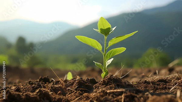 Obraz Amidst the beauty of the countryside, a young Withania plant can be seen growing in a field, exemplifying their dicotyledonous traits