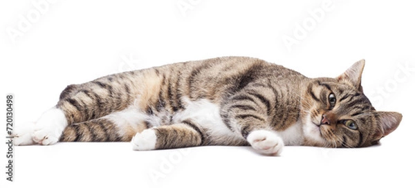 Obraz Beautiful grey cat isolated on a white