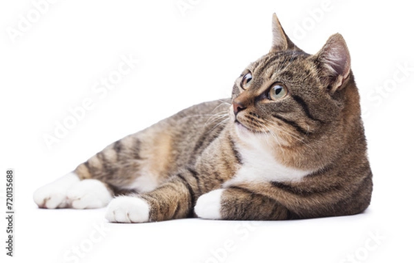 Obraz Beautiful grey cat isolated on a white
