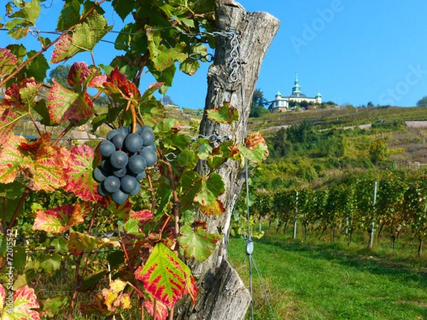 Fototapeta Jestem Weinberg