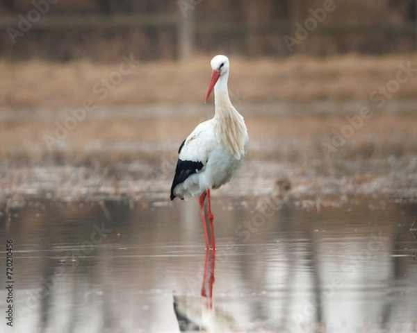 Fototapeta yellow billed stork