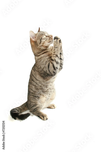 Fototapeta please sir