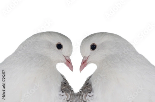 Fototapeta Gołębie