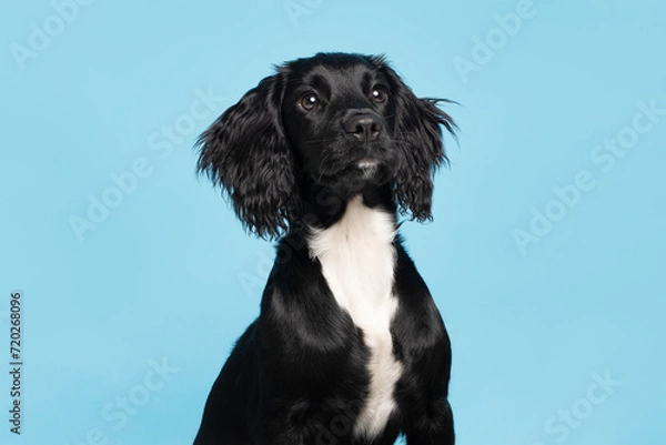 Obraz Black Sprocker Spaniel Puppy paying full attention Studio Shot on blue  