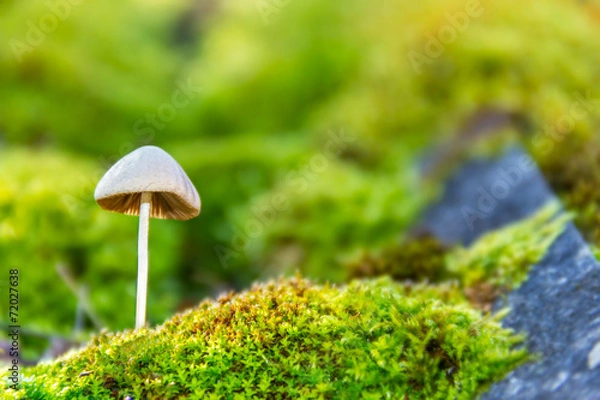 Obraz Forest toadstool