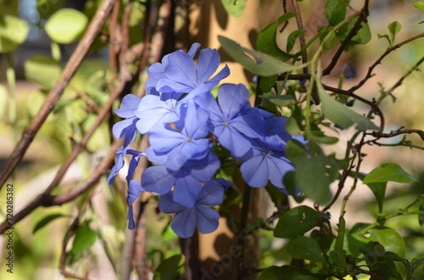 Fototapeta purple flowers