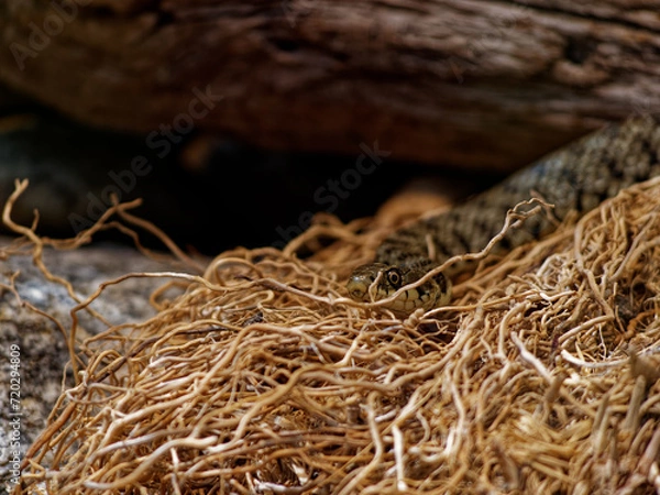 Fototapeta The grass snake (Natrix natrix), sometimes called the ringed snake or water snake