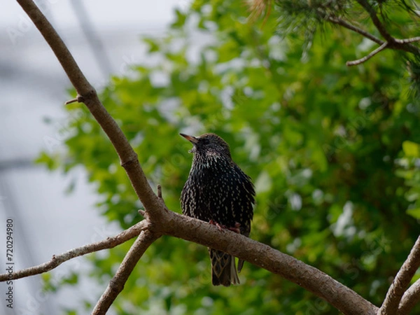 Fototapeta The common starling (Sturnus vulgaris), also known as the European starling in North America and simply as the starling in Great Britain and Ireland