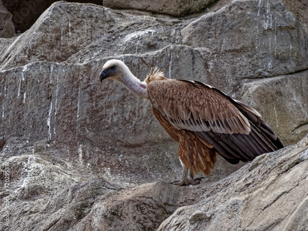 Fototapeta The Eurasian griffon vulture (Gyps fulvus) is a large Old World vulture in the bird of prey family Accipitridae.