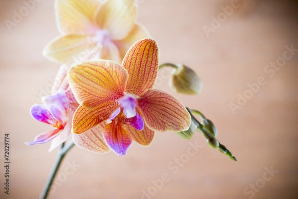 Fototapeta Orchid.