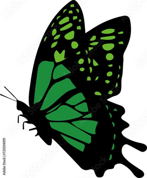 Obraz 蝶々（Butterfly）