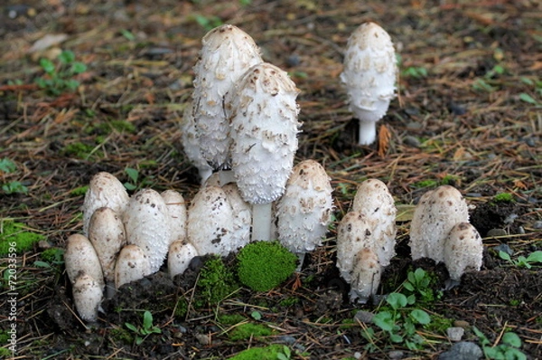 Obraz Kudłate grzywy - Coprinus Comatus