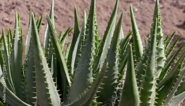 Fototapeta A cactus with spiky leaves
