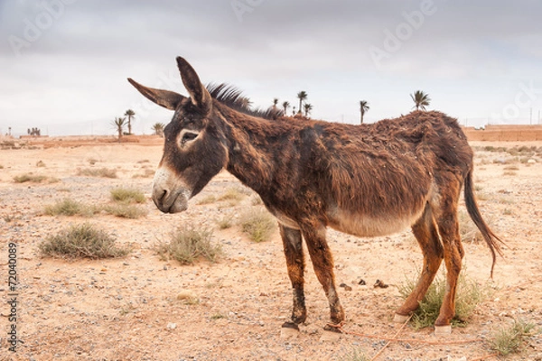 Obraz Brown donkey