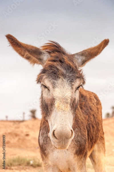 Obraz Brown donkey