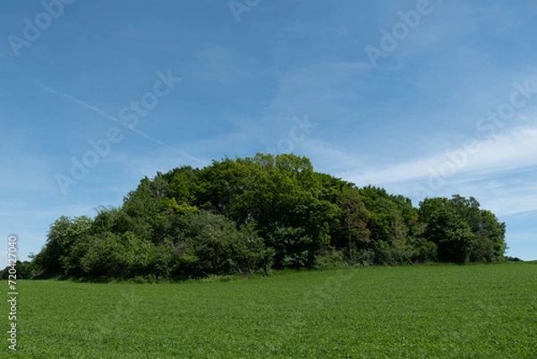 Obraz tree on a hill
