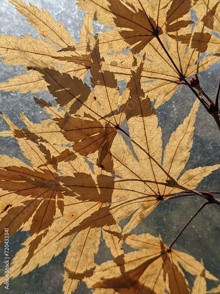 Obraz Light yellow fall leaves with interplaying shadows