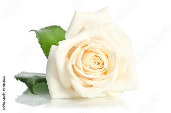 Fototapeta rose isolated on white background