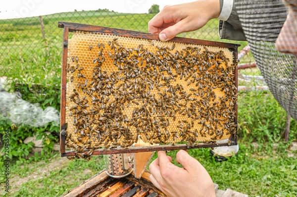 Obraz Working bees on honeycomb