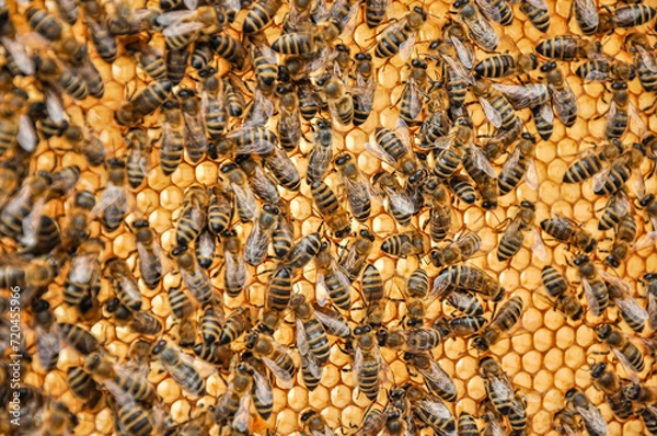 Fototapeta Working bees on honeycomb