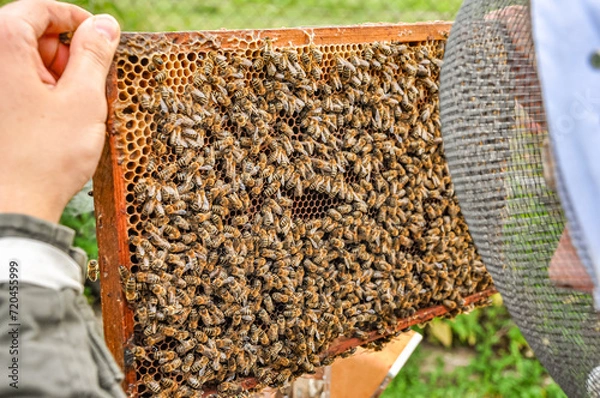 Fototapeta Working bees on honeycomb