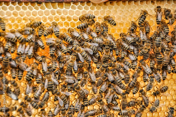 Fototapeta Working bees on honeycomb