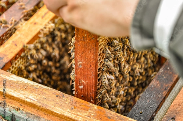 Fototapeta Working bees on honeycomb