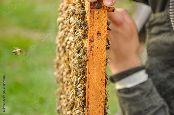 Fototapeta Working bees on honeycomb
