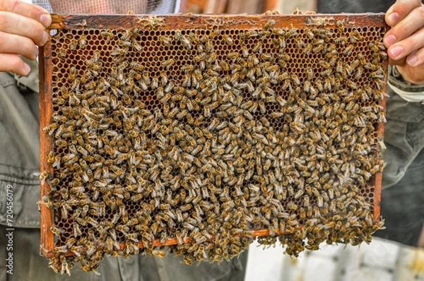 Fototapeta Working bees on honeycomb