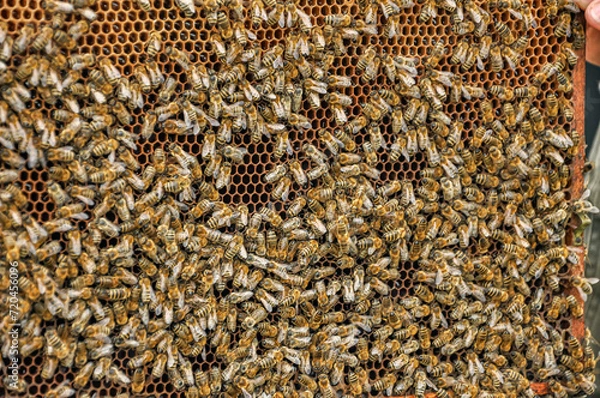 Fototapeta Working bees on honeycomb