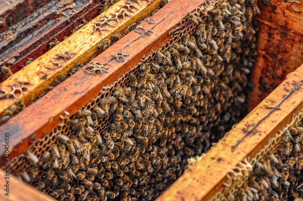 Fototapeta Working bees on honeycomb