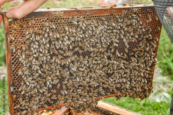 Fototapeta Working bees on honeycomb