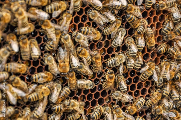 Fototapeta Working bees on honeycomb