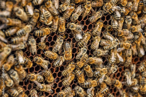 Fototapeta Working bees on honeycomb