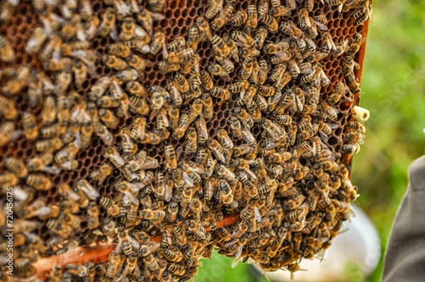 Fototapeta Working bees on honeycomb