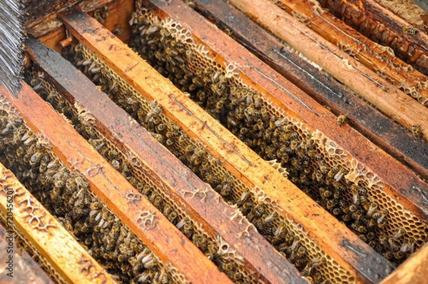 Fototapeta Working bees on honeycomb