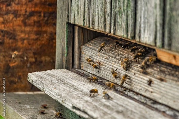 Fototapeta Working bees on honeycomb