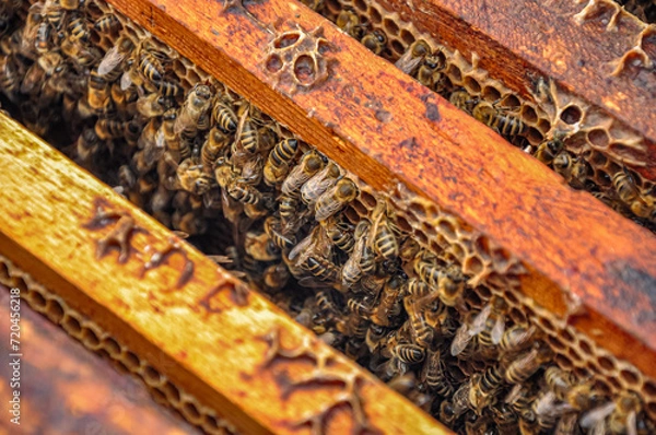 Fototapeta Working bees on honeycomb