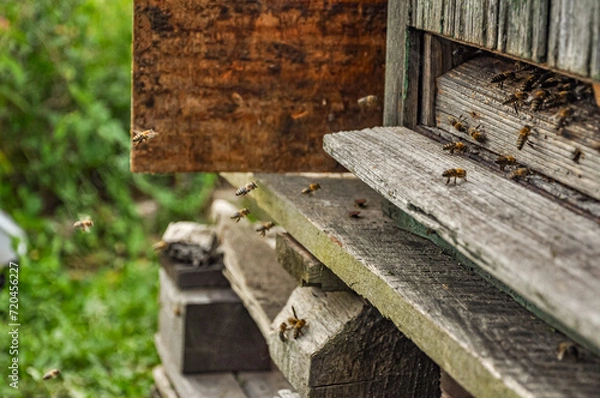 Fototapeta Working bees on honeycomb