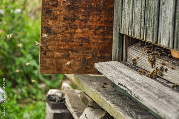 Fototapeta Working bees on honeycomb