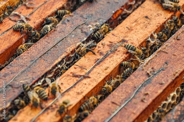 Fototapeta Working bees on honeycomb