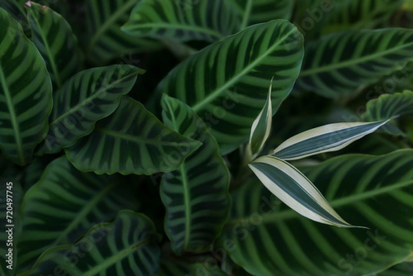 Obraz Folhagens verde e branca